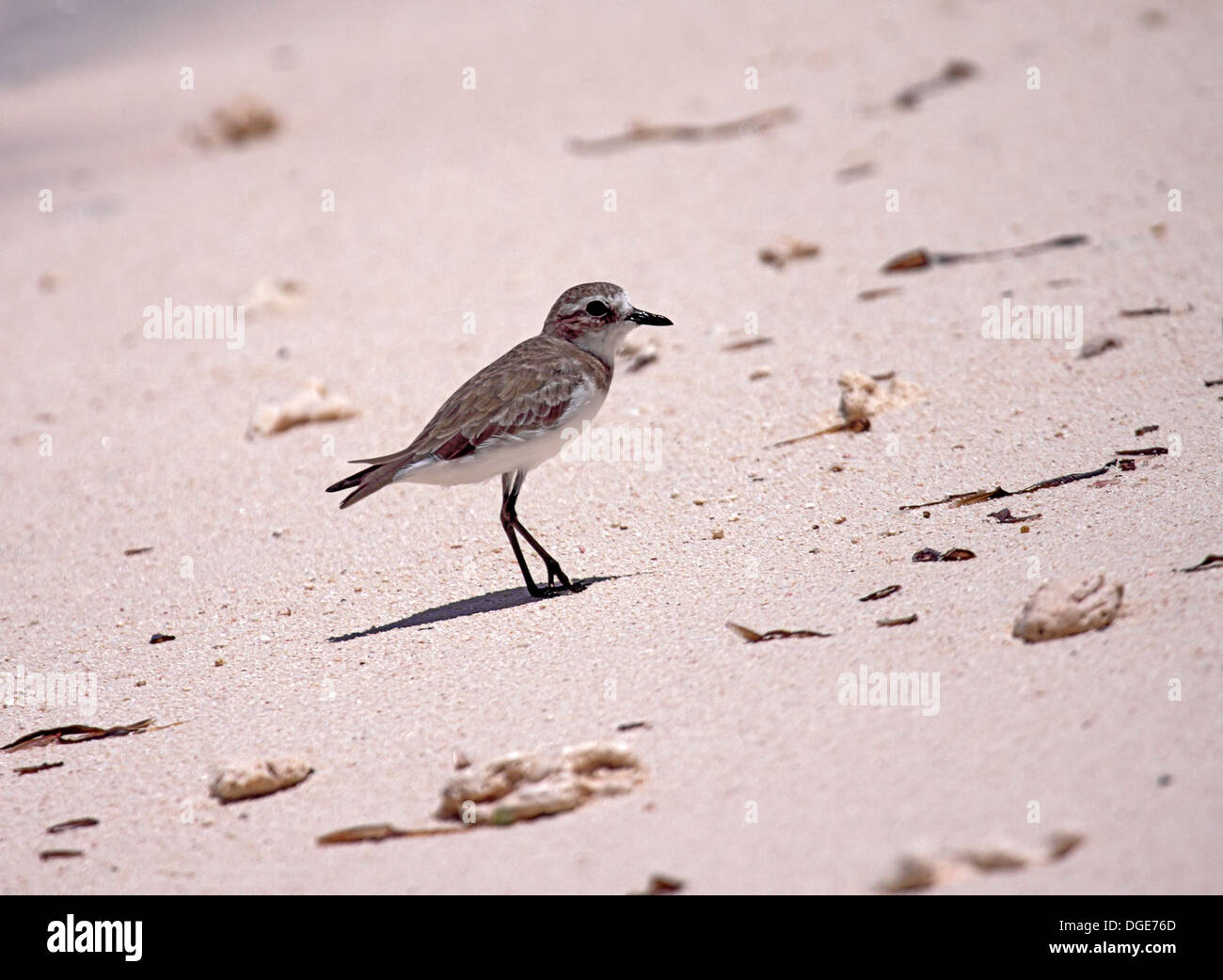 Lesser sand plover foraging on the shore in The Seychelles Stock Photo