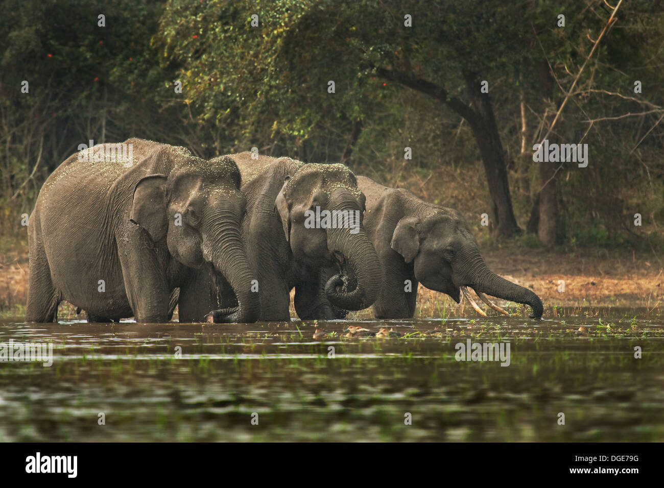 Elephants In Water Stock Photo
