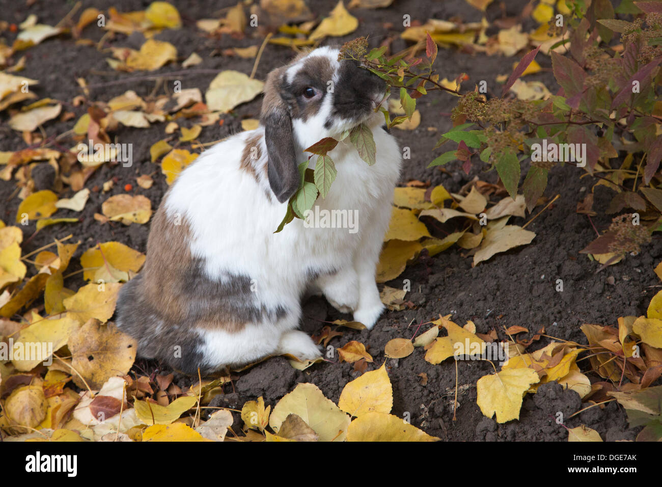 Young Dwarf Rabbit - munching a Parsley leaf Stock Photo - Alamy