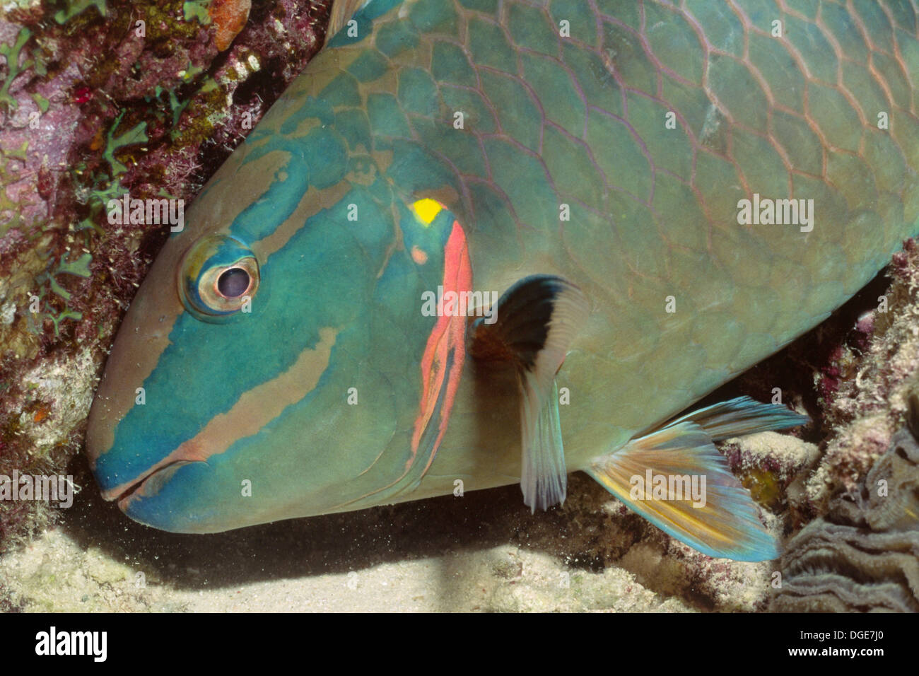 Stoplight parrotfish hires stock photography and images Alamy