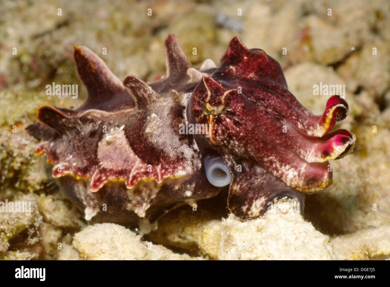 Flamboyant Cuttlefish.(Metasepia pfefferi).Lembeh Straits, Indonesia ...