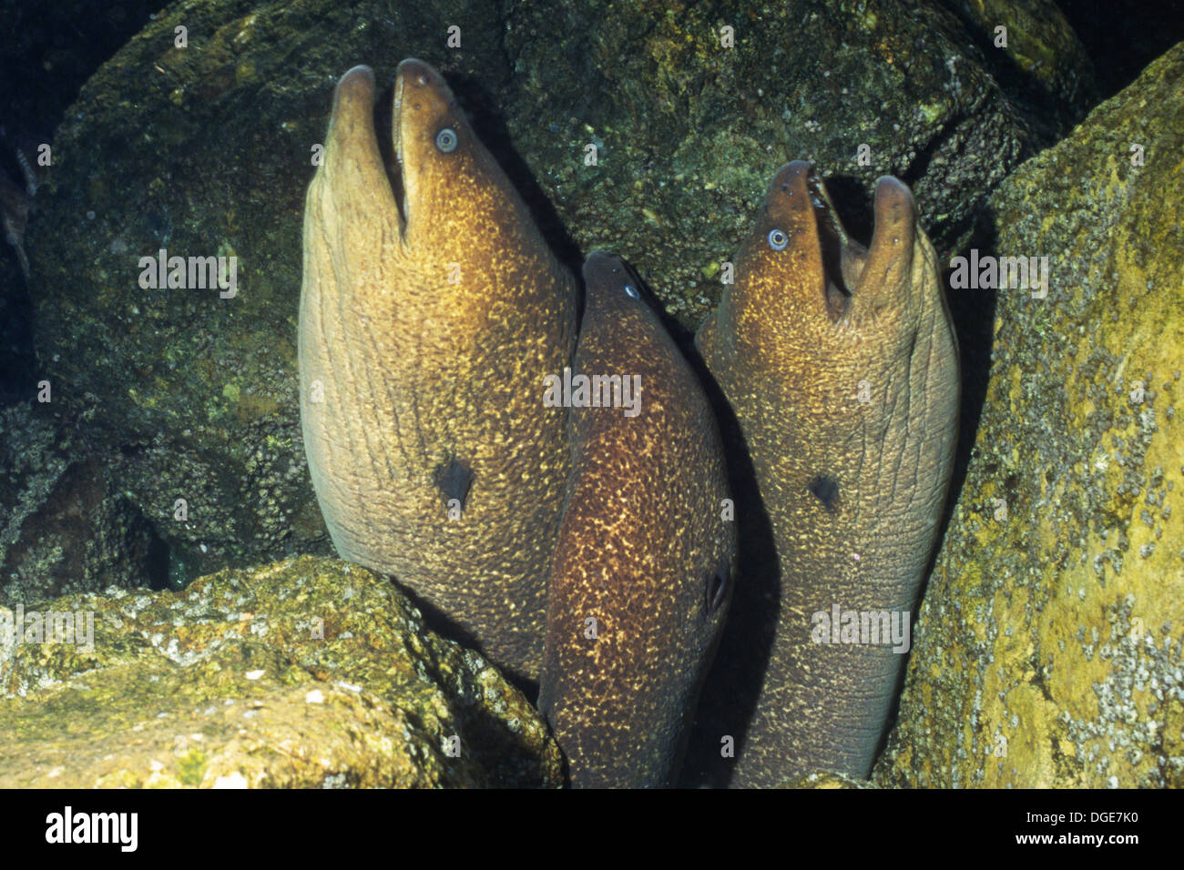 Three California Moray Eels share a hole .(Gymnothorax mordax).Catalina