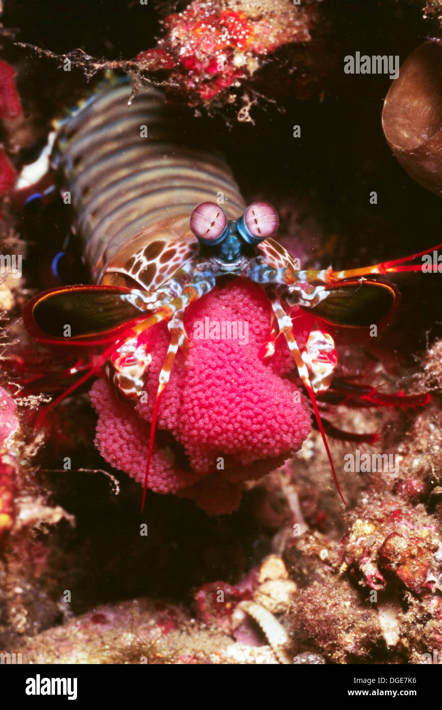 Smasher Mantis Shrimp carries it's eggs with it.(Odontodactylus scyallarus).Lembeh Staits,Indonesia Stock Photo