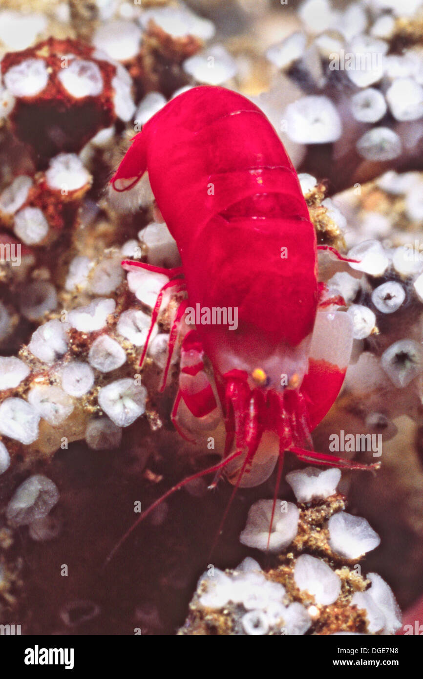 Snapping Shrimp.(Synalpheus sp.).Lembeh Straits,Indonesia Stock Photo