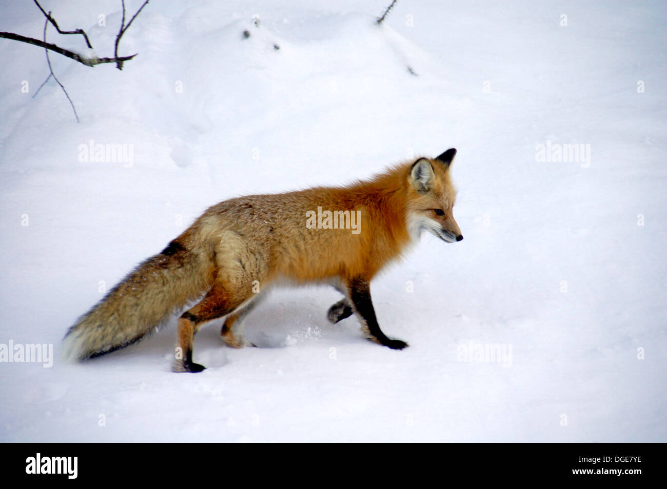 Wild red fox walking in the snow Stock Photo - Alamy