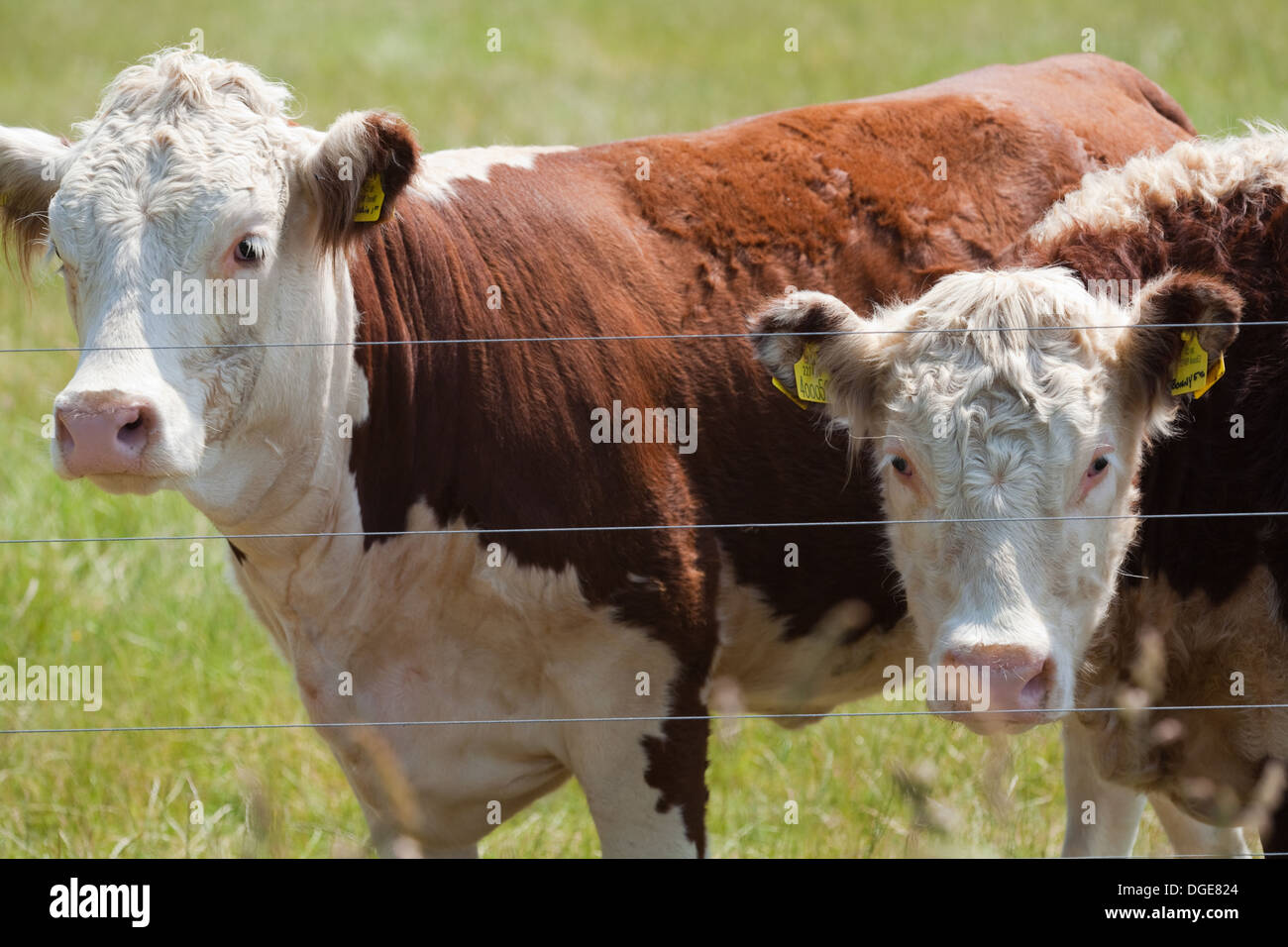 Grazing hereford cattle hires stock photography and images Alamy