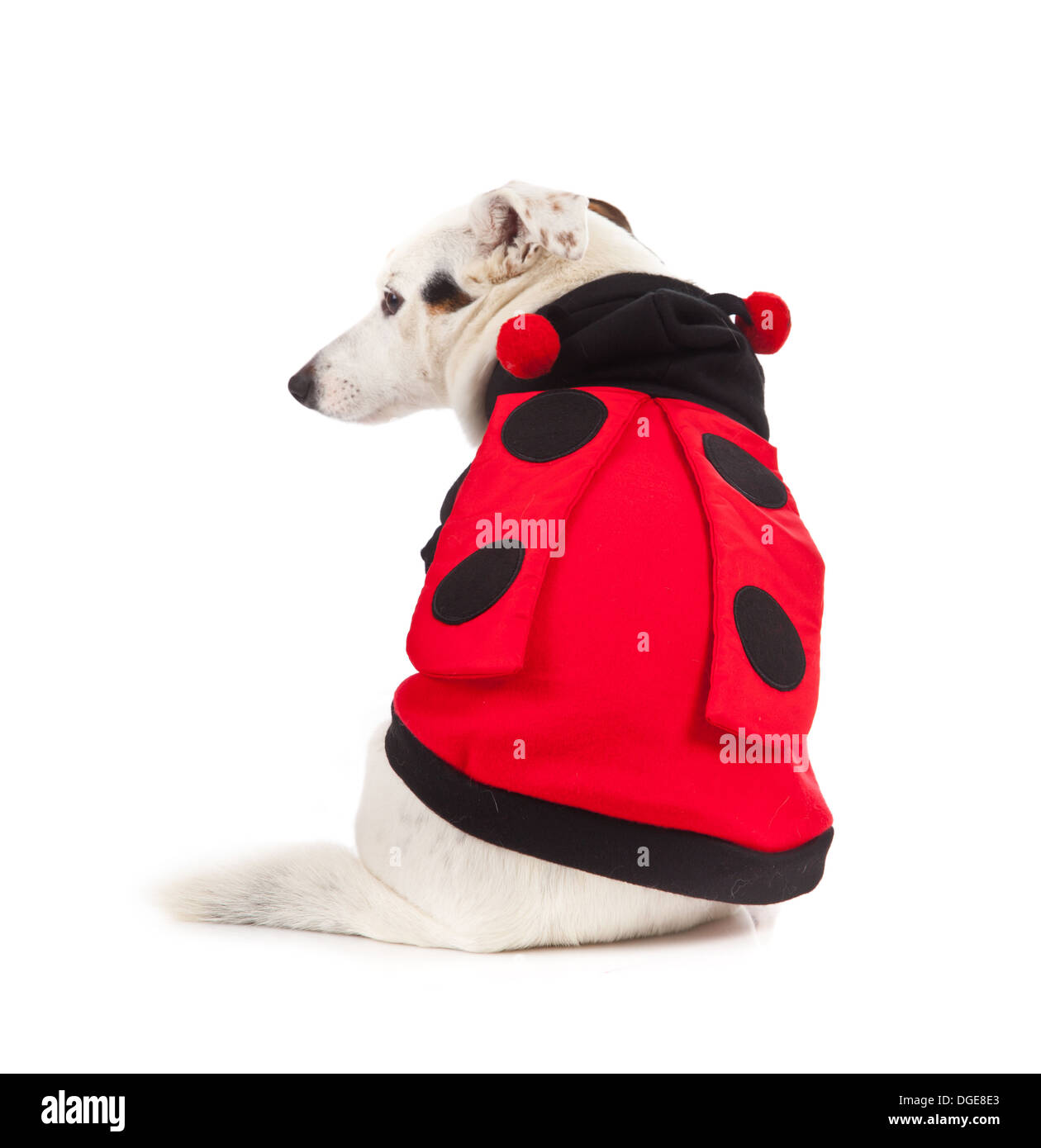 Jack Russell dressed up as a ladybug on white background Stock Photo