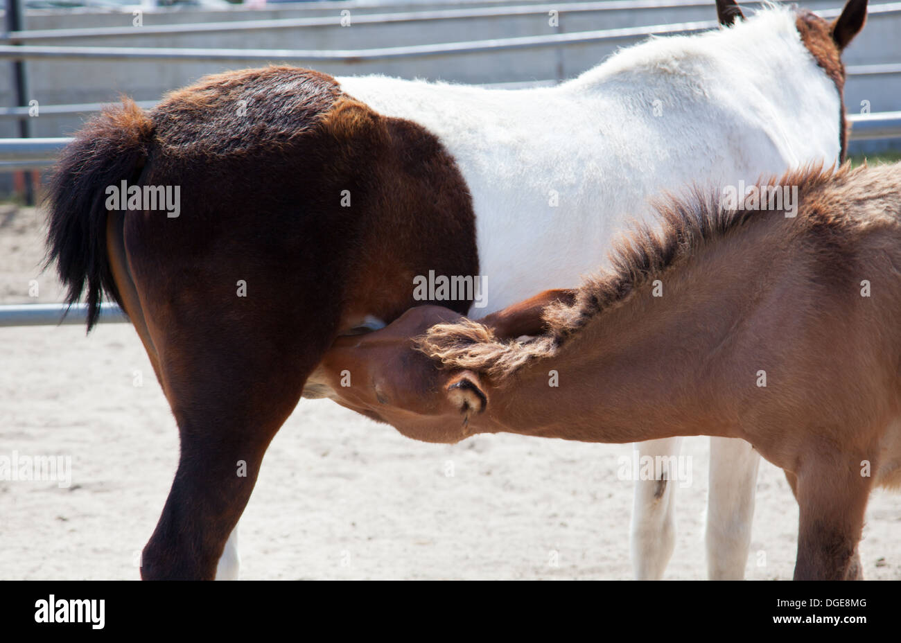 Young Horsy Sucks Milk At A Horse Mother Stock Photo Alamy