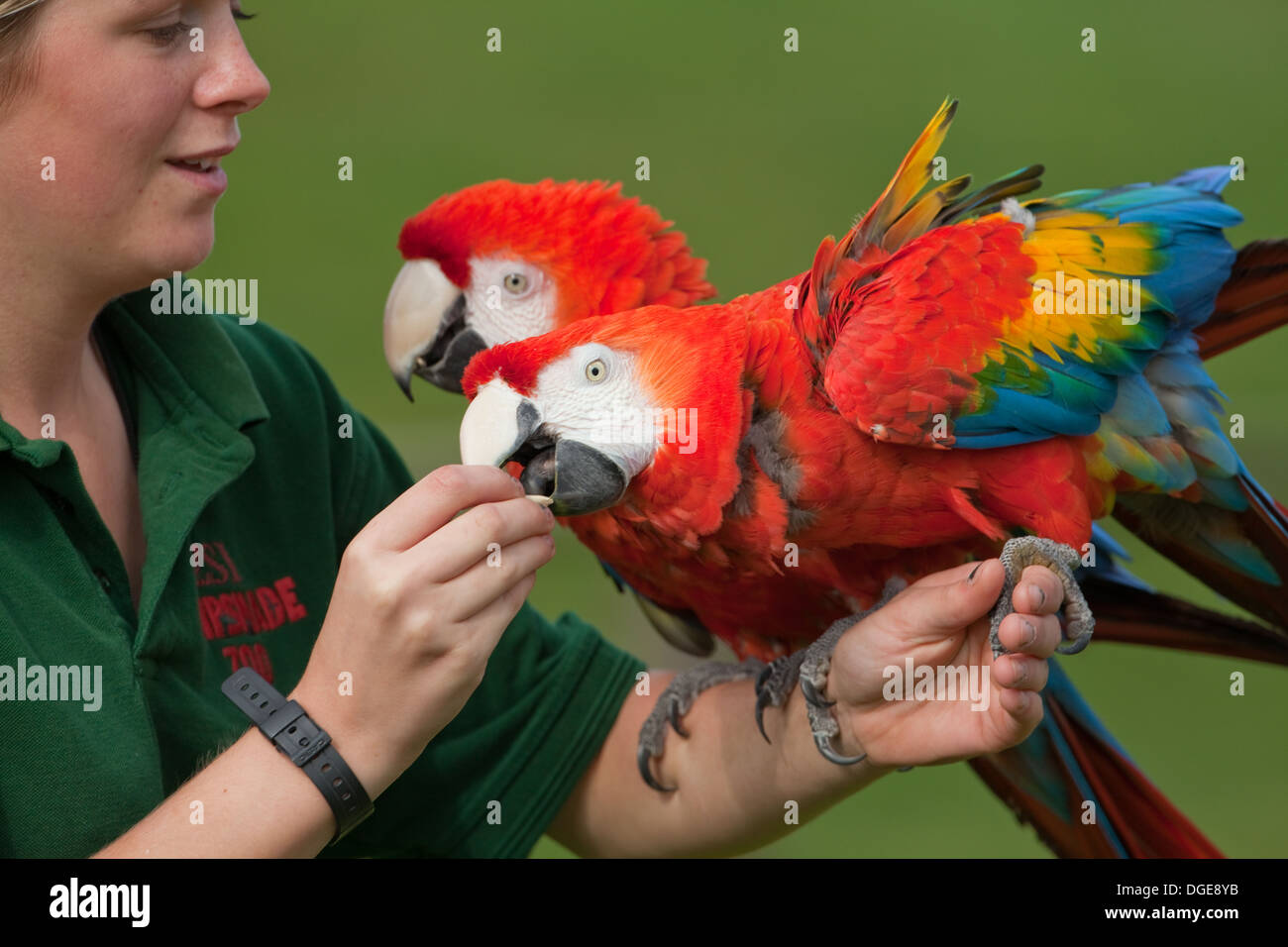 Scarlet Macaws (Ara macao). On the arm of their explainer, who uses their natural behaviors to demonstrate conservation issues. Stock Photo