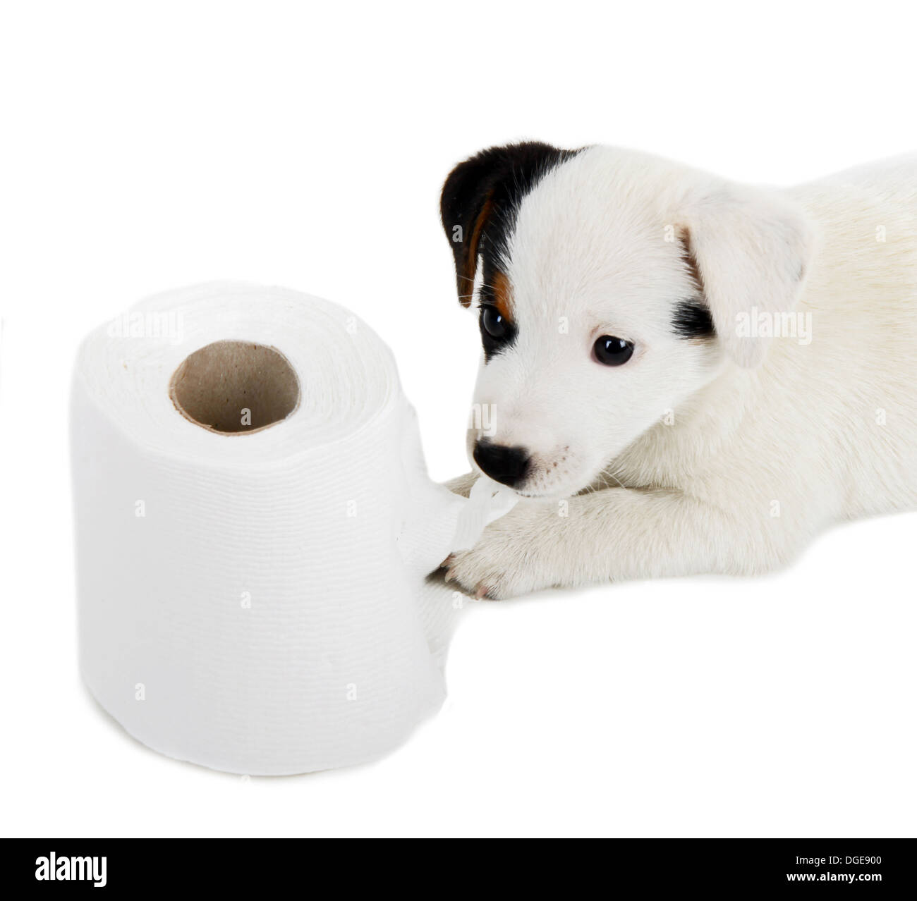 Jack Russell puppy caught playing in toilet paper Stock Photo Alamy