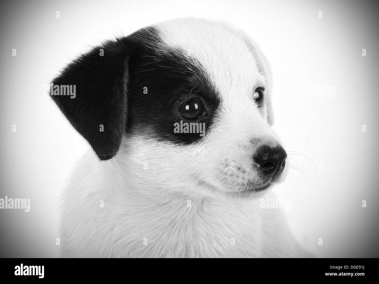 Meet the Adorable Black and White Long Haired Jack Russell Terrier ...