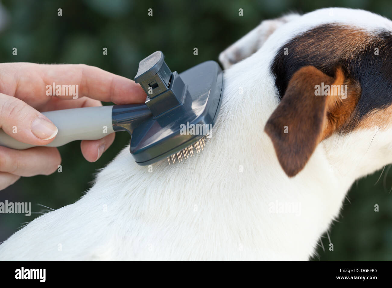 Grooming a jack russel with brush Stock Photo Alamy