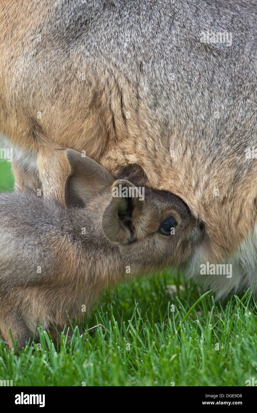 Mara or Patagonian Hare (Dolichotis patagonum). Female with young, suckling. Stock Photo
