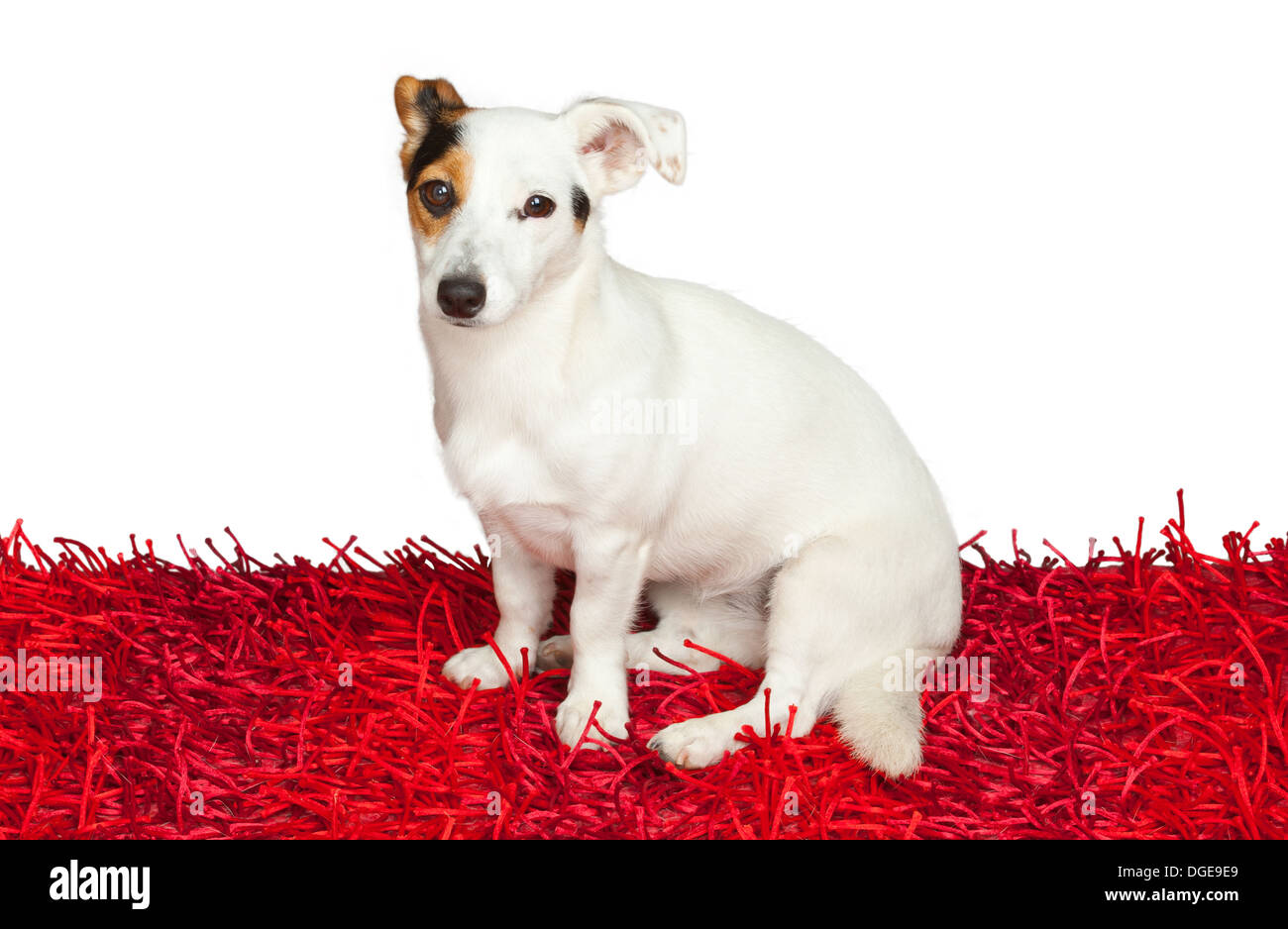 Jack russell terrier on a red carpet on white background Stock Photo