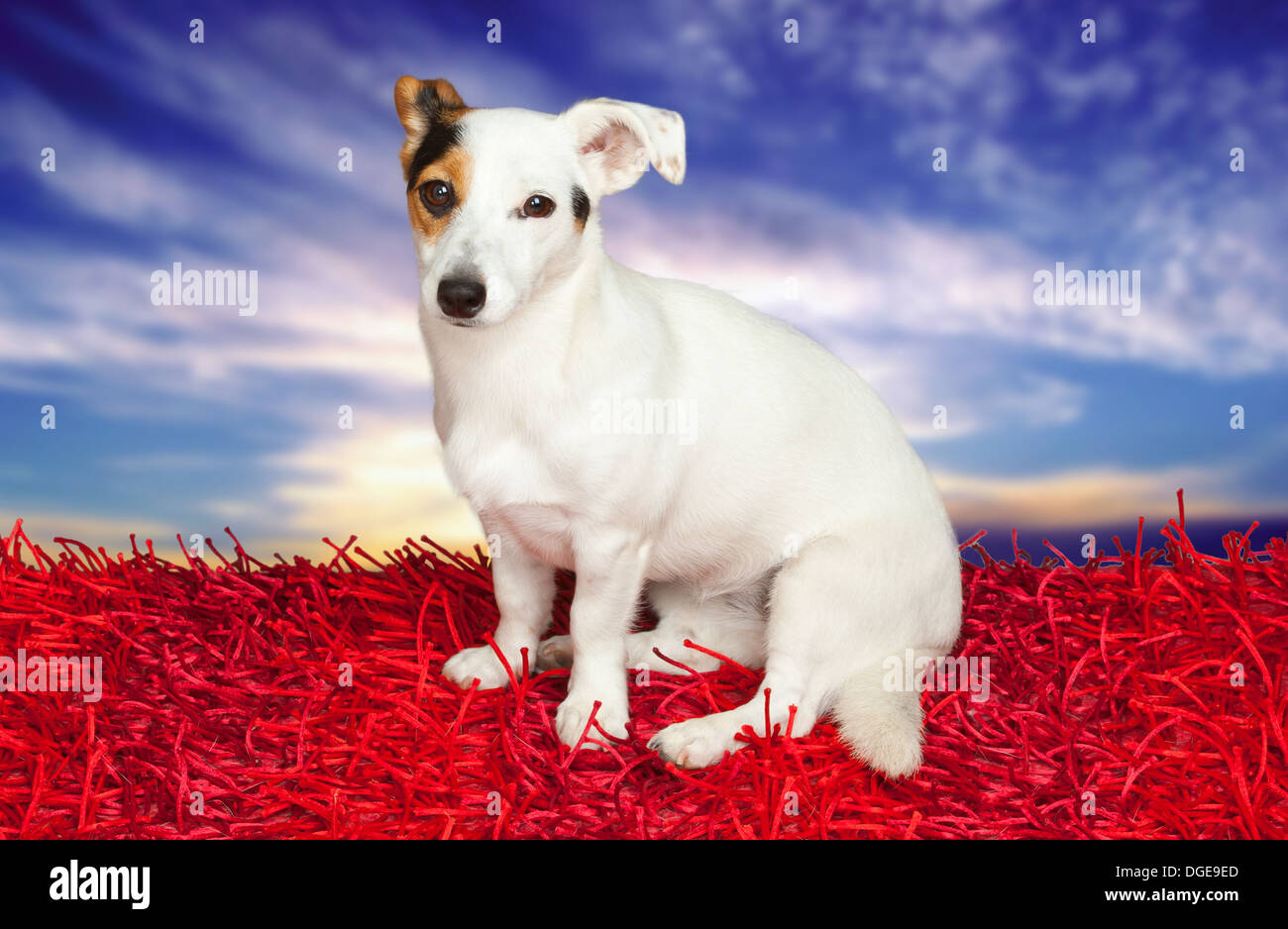 Jack russell terrier on a red carpet on sky with clouds Stock Photo