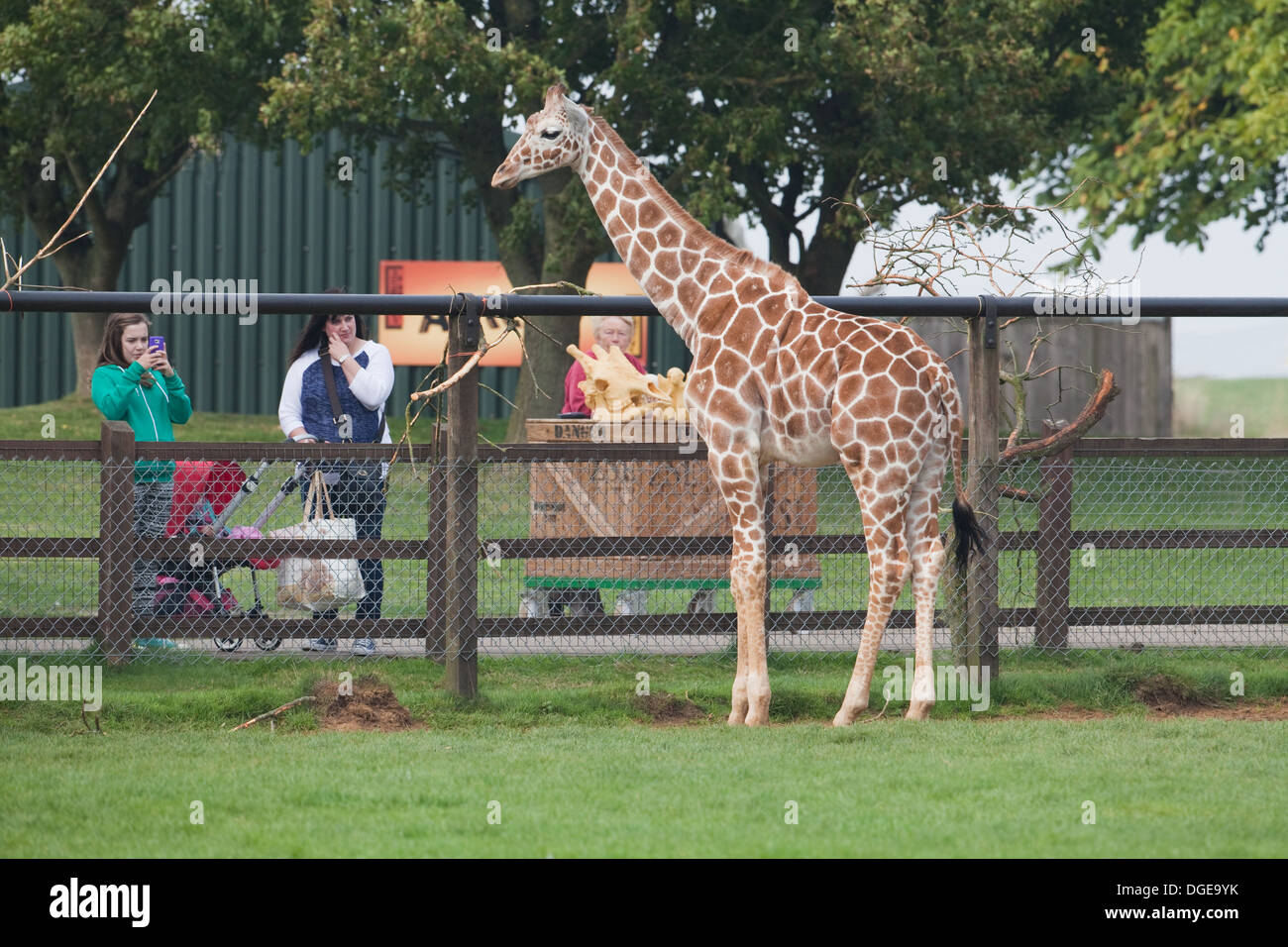 Reticulated, or Somali Giraffe (Giraffa camelopardalis reticulata). Young animal bred at Whipsnade Zoo, being admired. Stock Photo
