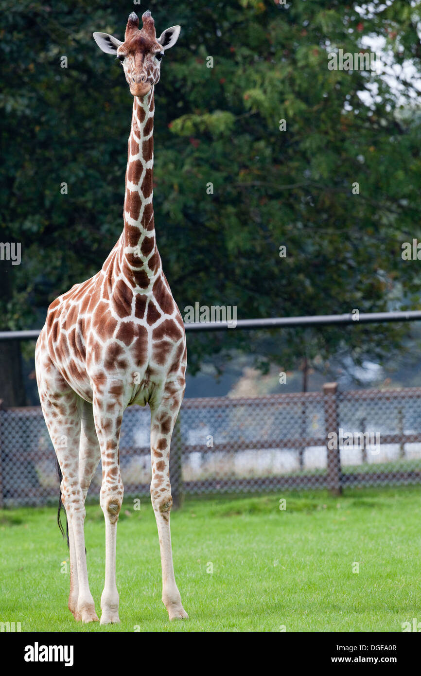 Reticulated, or Somali Giraffe (Giraffa camelopardalis reticulata). Whipsnade, Zoo. Stock Photo