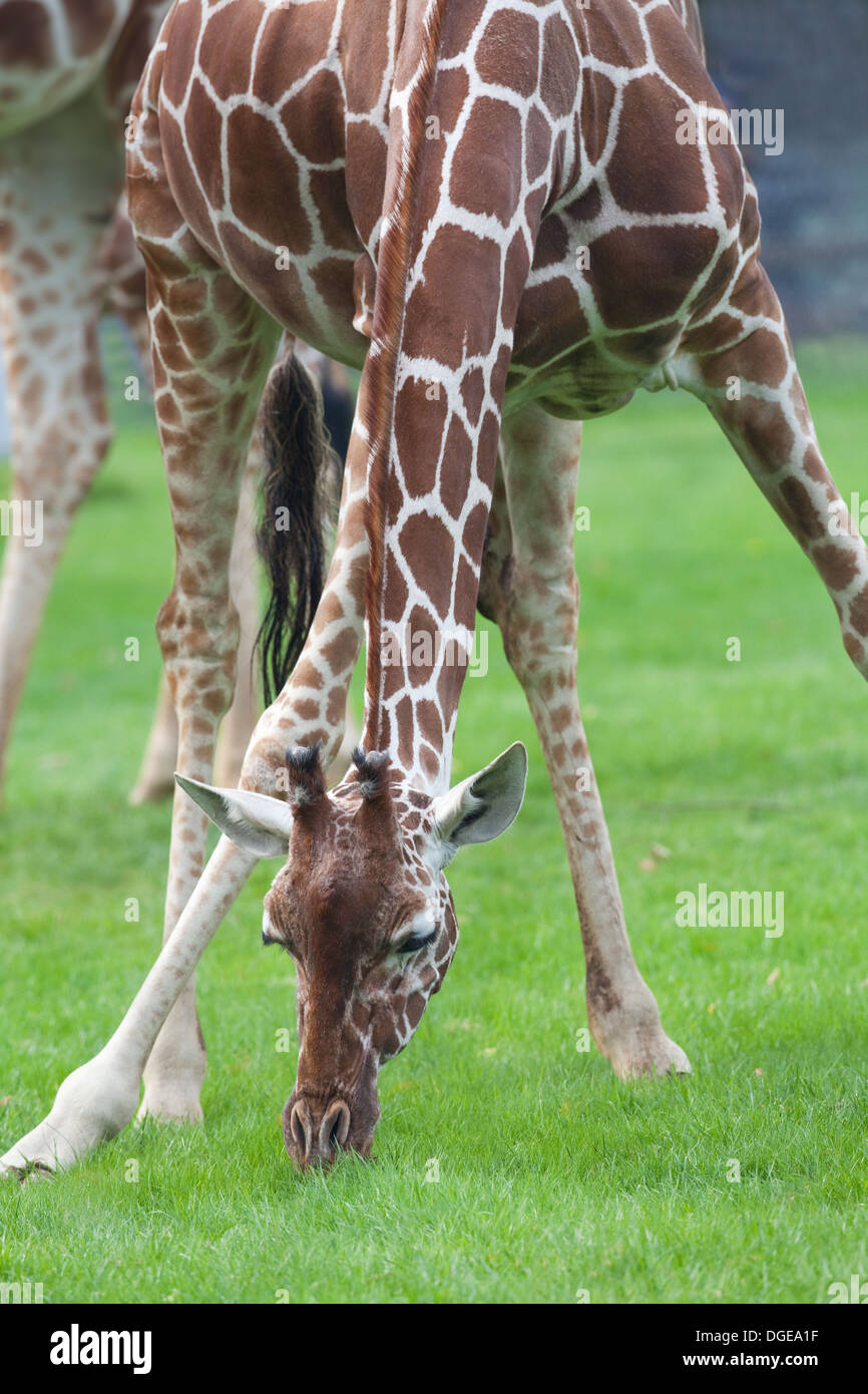 Reticulated, or Somali Giraffe (Giraffa camelopardalis reticulata). Forelegs spread apart allowing animal to reach down ground Stock Photo