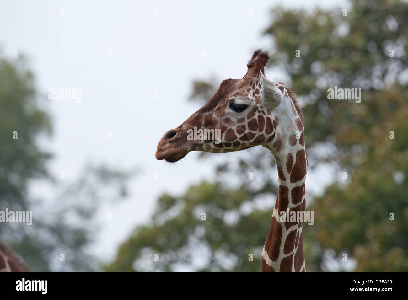 Reticulated, or Somali Giraffe (Giraffa camelopardalis reticulata). Looking right. Whipsnade, Zoo. Stock Photo