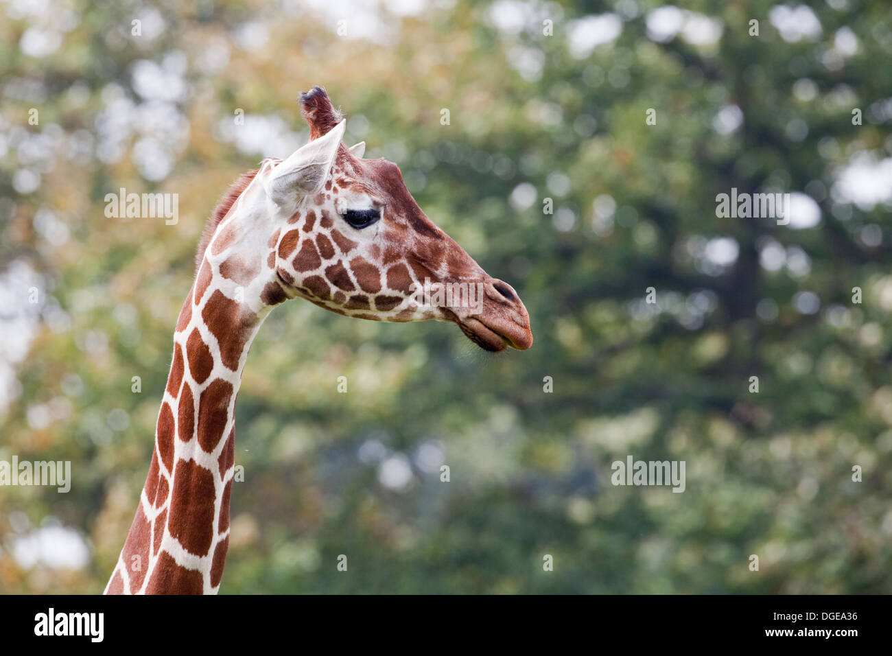 Reticulated, or Somali Giraffe (Giraffa camelopardalis reticulata). Looking left. Whipsnade, Zoo. Stock Photo