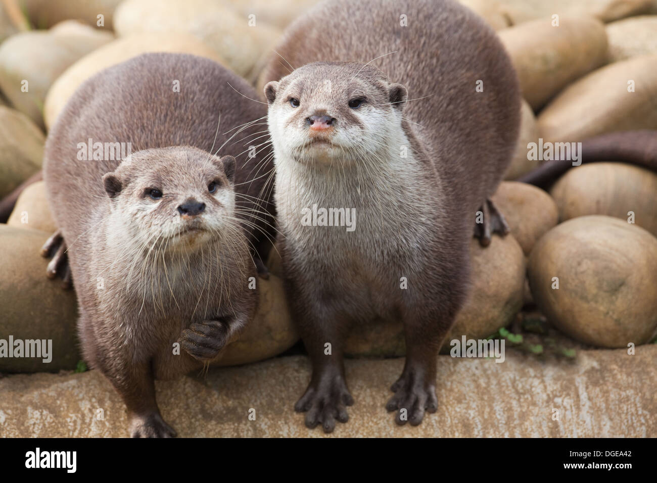 Asian Small-clawed Otter (Aonyx cinerea). Stock Photo