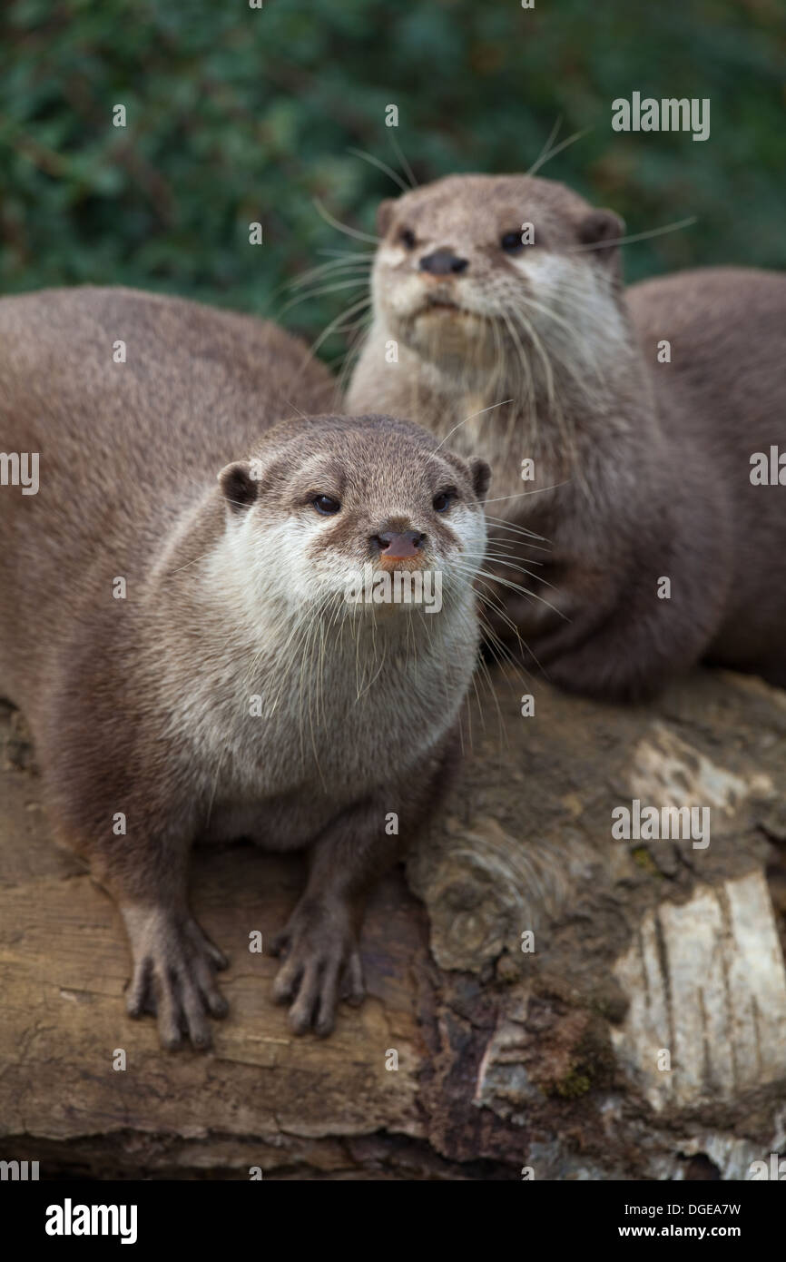 Asian Small-clawed Otters (Aonyx cinerea). Stock Photo