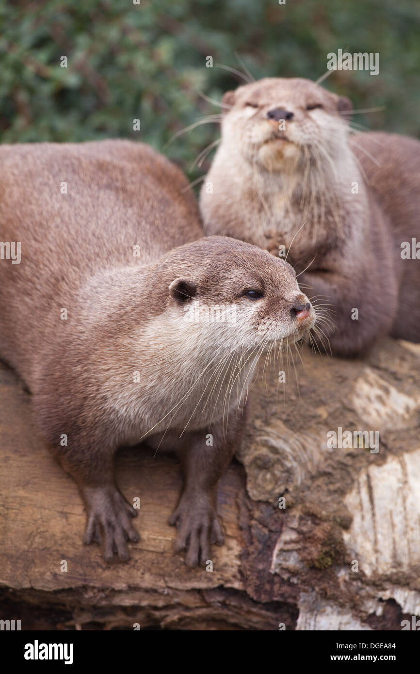 Asian Small Clawed Otter (Aonyx cinerea). Stock Photo