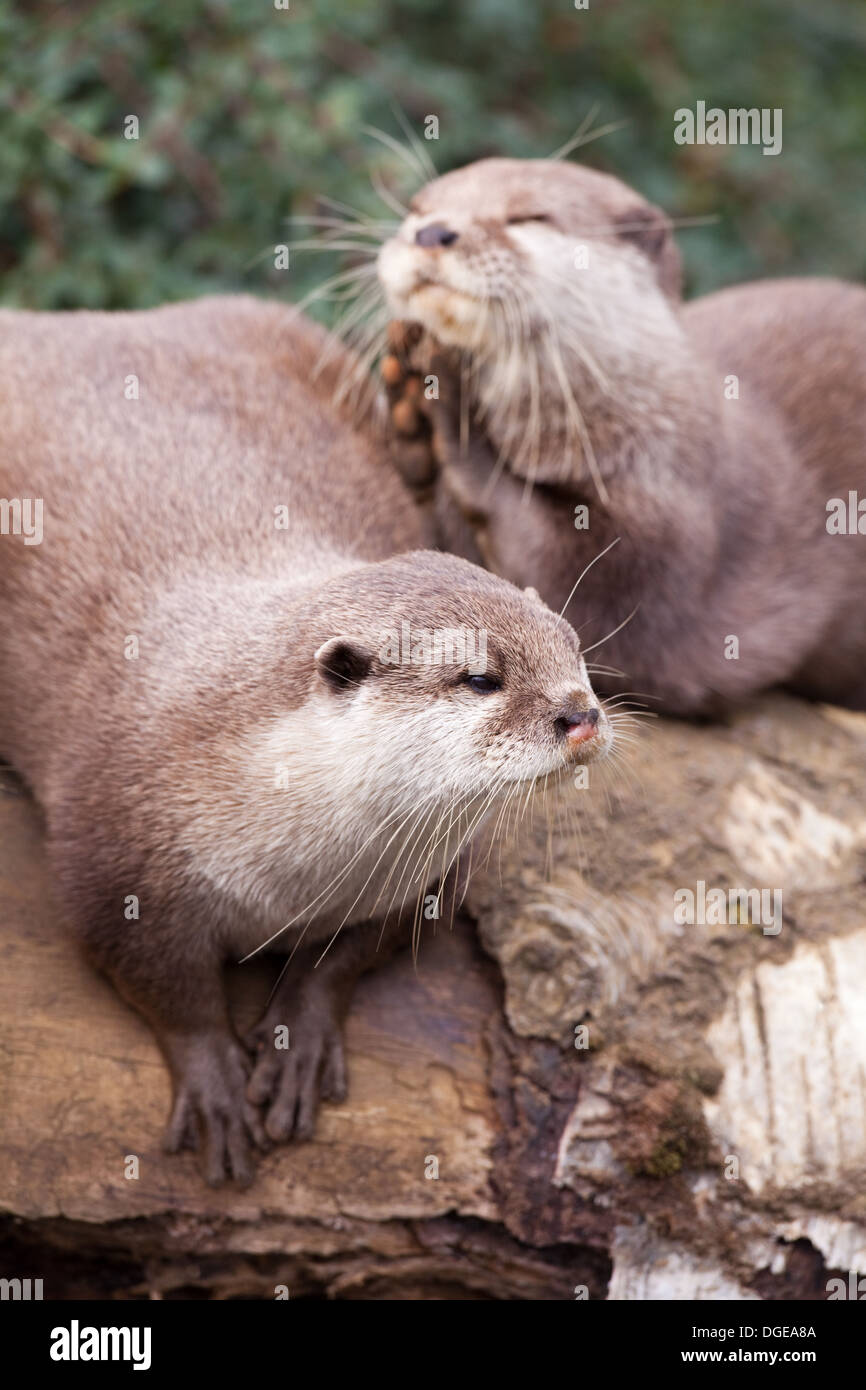 Asian Small-clawed Otters (Aonyx cinerea). Stock Photo