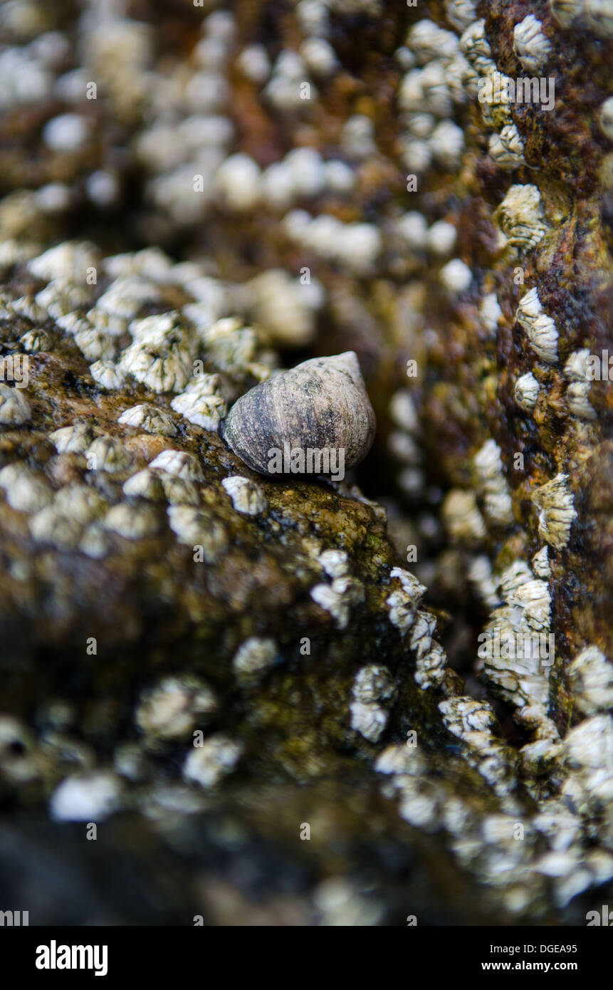 Common Periwinkle and barnacles on granite rocks, Maine. Stock Photo