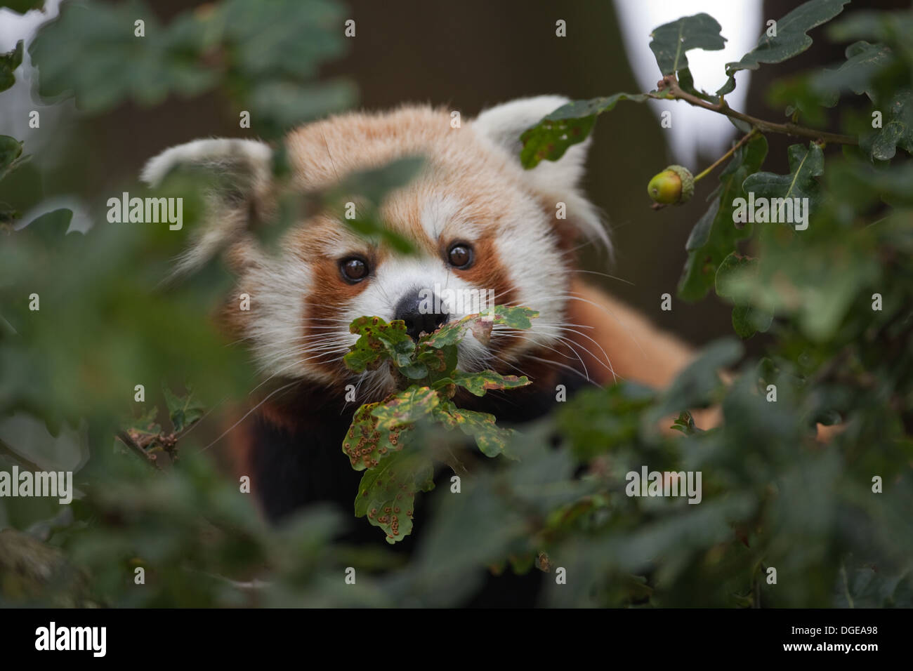 Red or Lesser Panda (Ailurius fulgens). Looking through Oak Tree foliage. Stock Photo