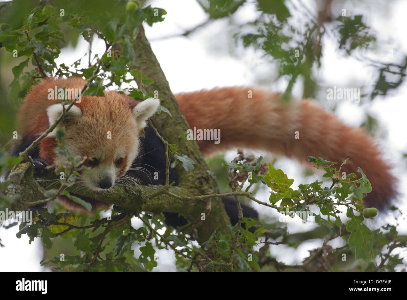 Red or Lesser Panda (Ailurius fulgens). Looking through Oak Tree foliage. Stock Photo