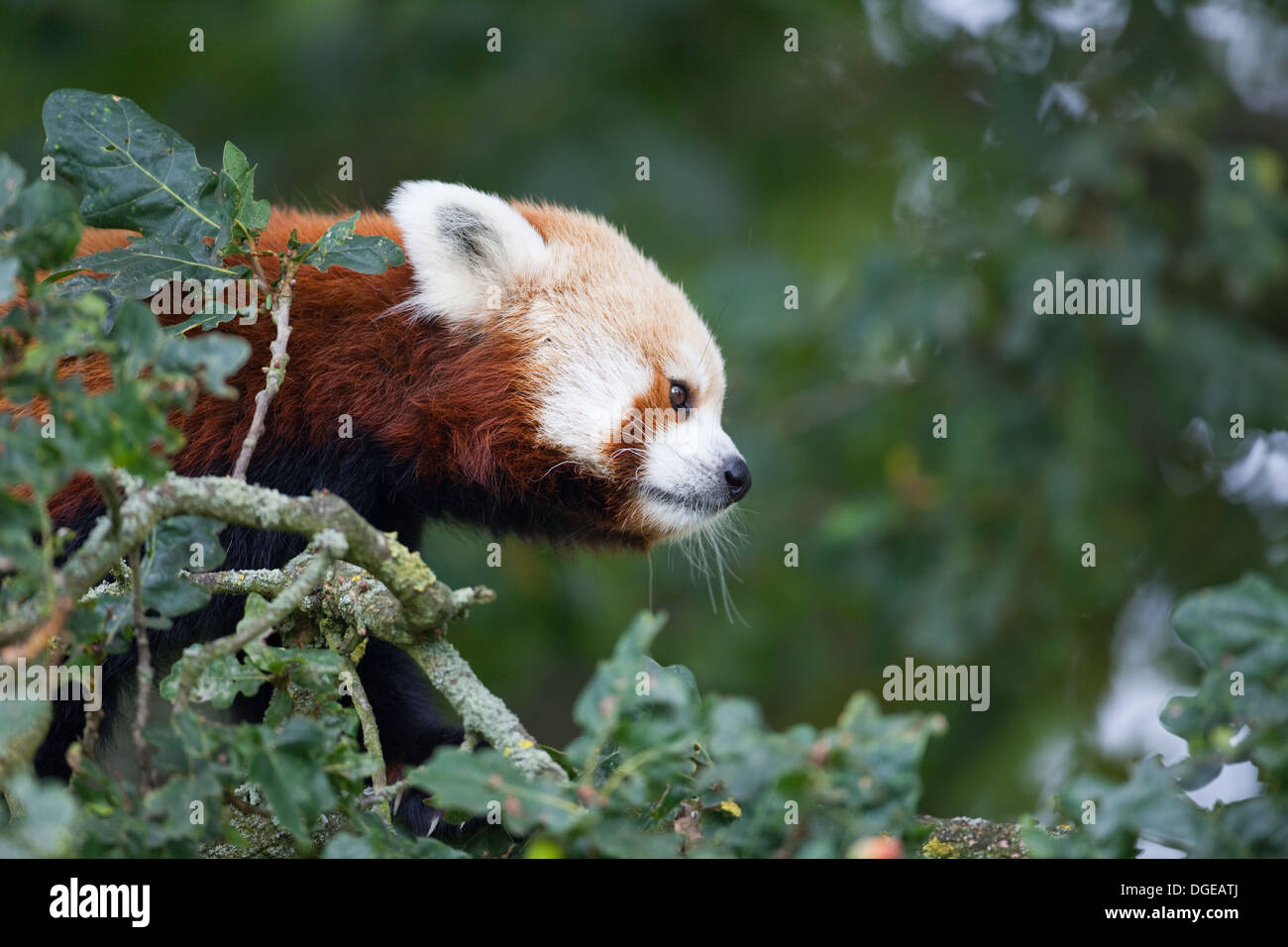 Red or Lesser Panda (Ailurius fulgens). Looking across from one tree branch to another gauging distance. Pandas have difficulty Stock Photo