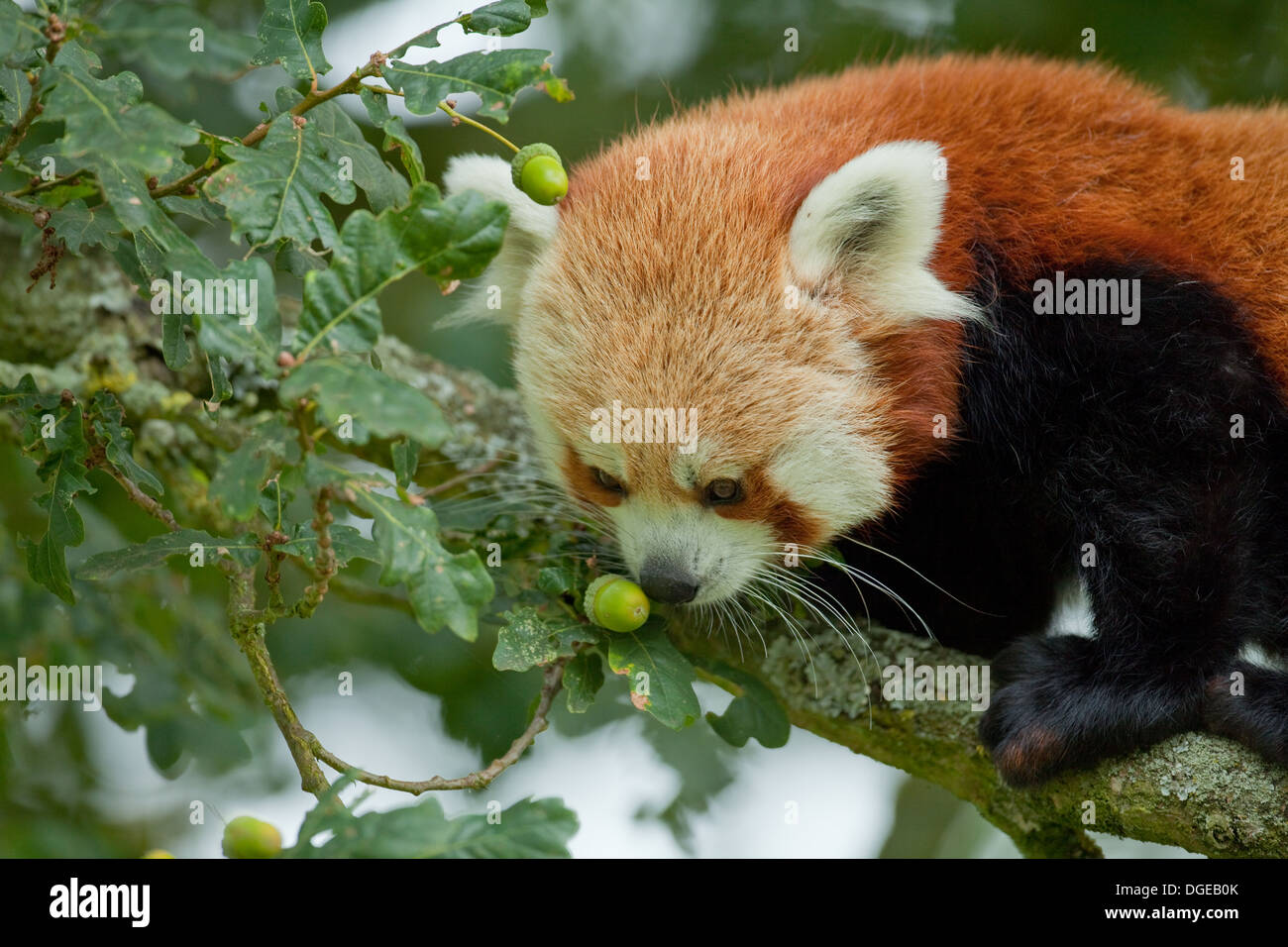 Red or Lesser Panda (Ailurius fulgens). Smelling an acorn in an Oak Tree. Stock Photo