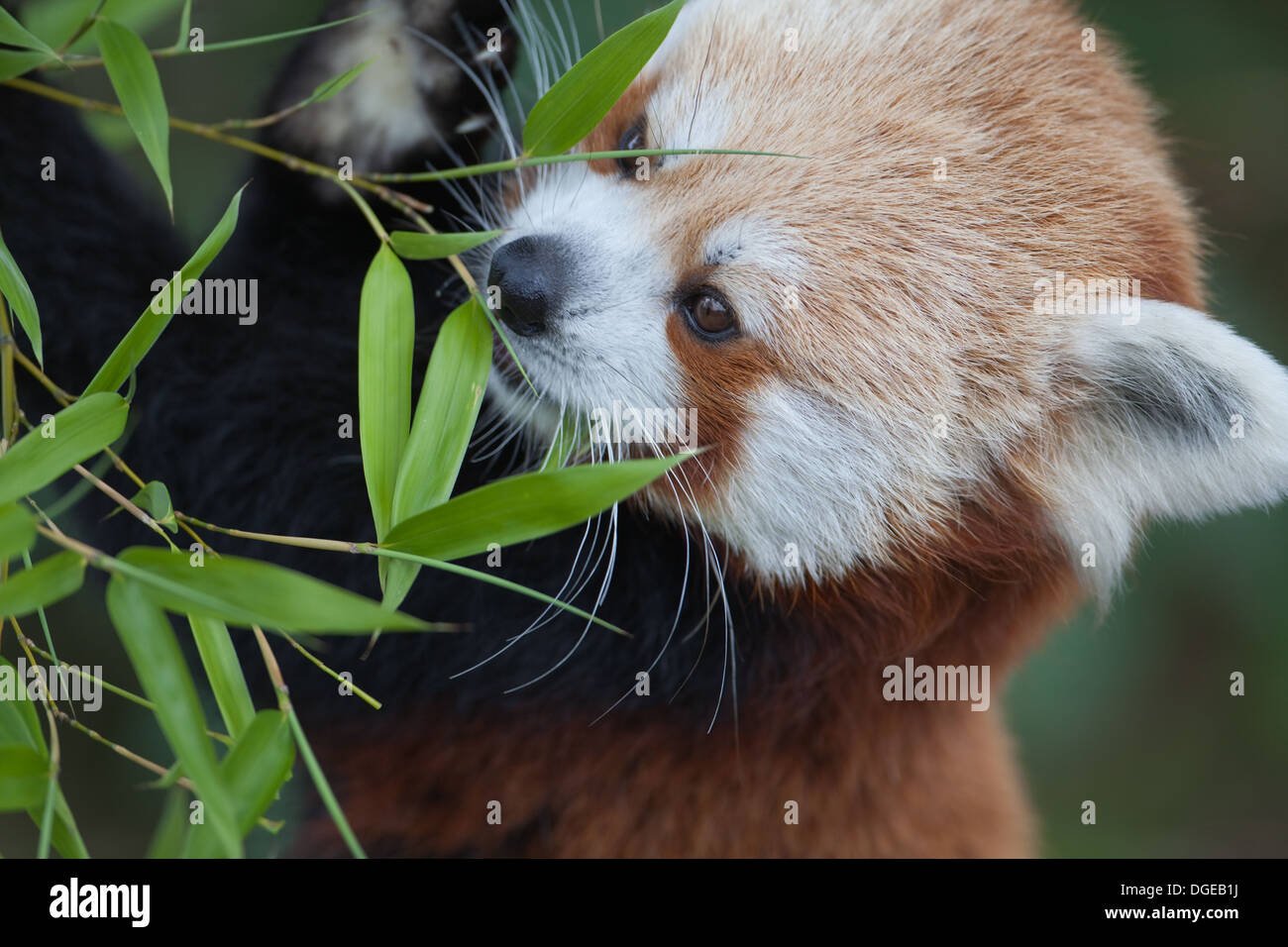 Red, or Lesser Panda (Ailurus fulgens). Feeding on a young Bamboo shoot. Stock Photo