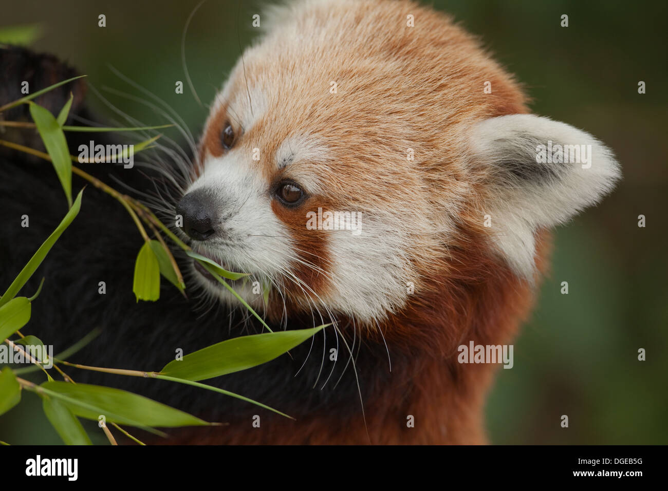 Red, or Lesser Panda (Ailurus fulgens). Feeding on a young Bamboo shoot. Stock Photo