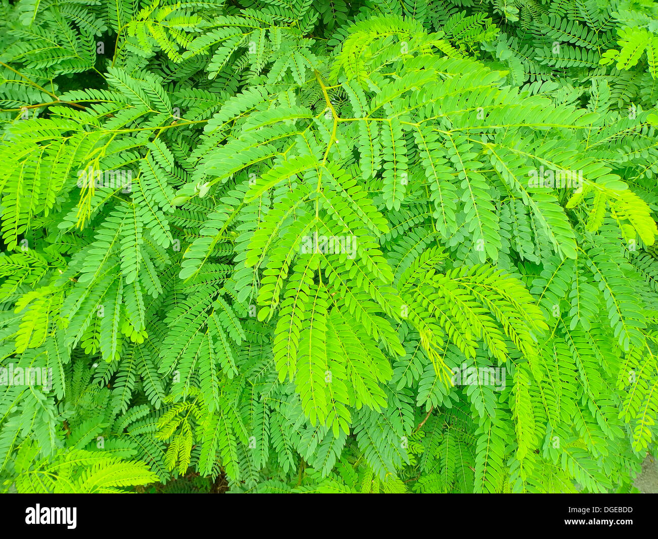 Tamarind Tree High Resolution Stock Photography And Images Alamy Tamarind Tree High Resolution Stock Photography And Images Alamy
