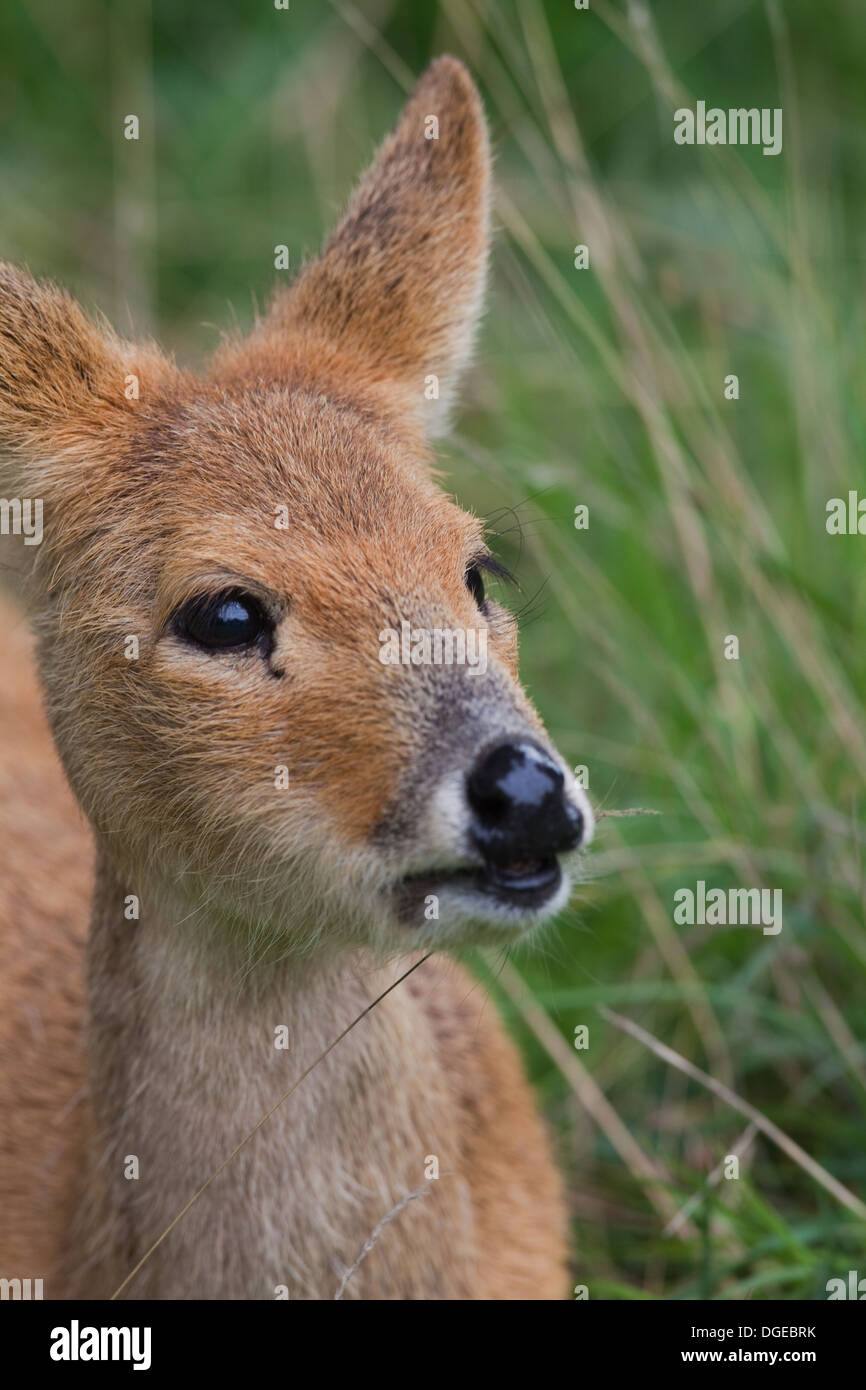 Chinese Water Deer (Hydropotes inermis). Female. Stock Photo