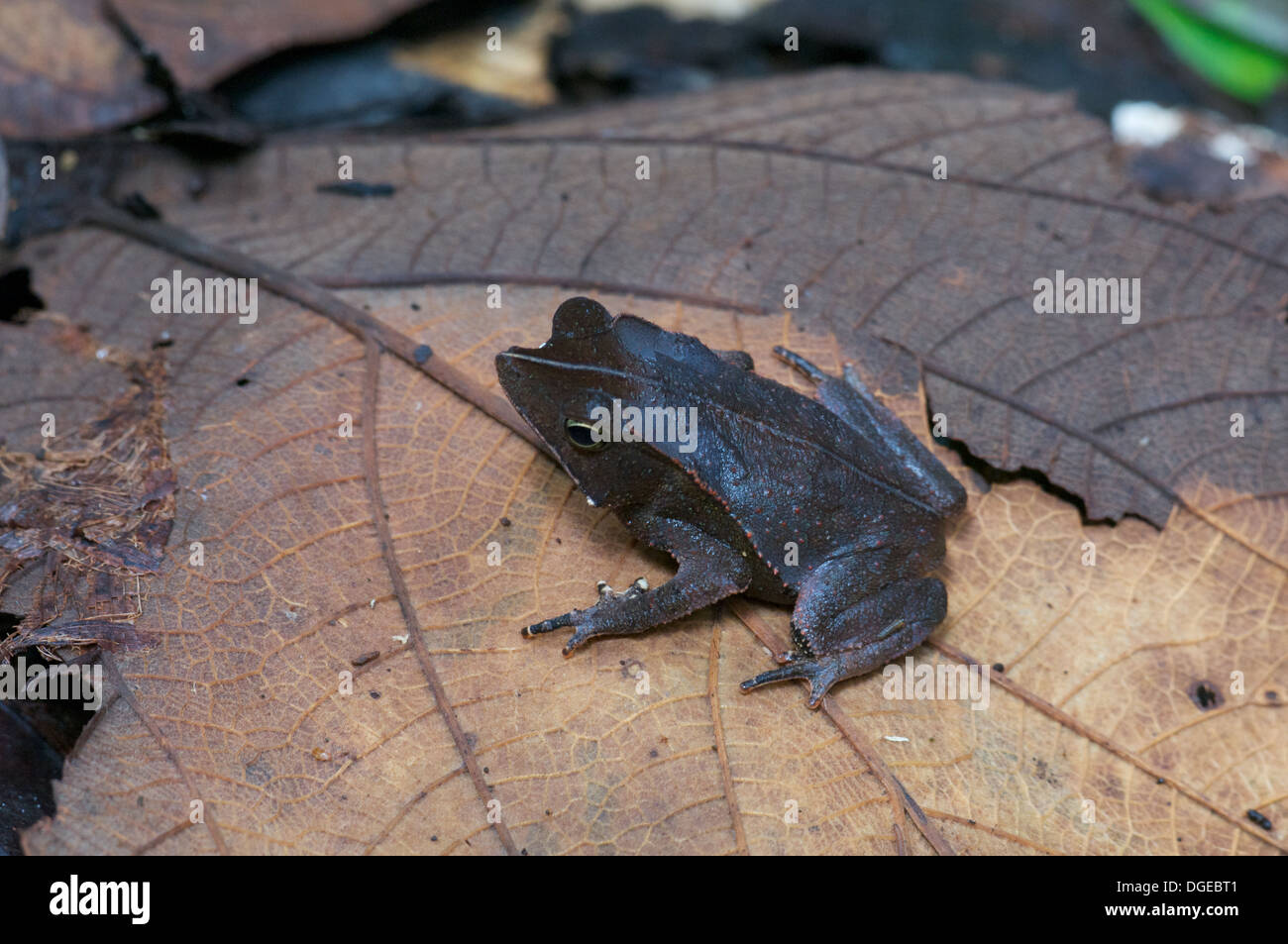 A Crested Forest Toad (Rhinella margaritifera) camouflaged in the leaf litter in the Amazonian rainforest in Loreto, Peru. Stock Photo