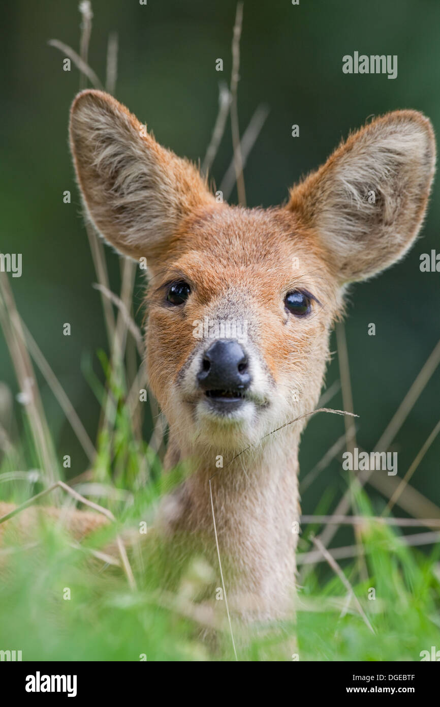 Chinese Water Deer (Hydropotes inermis). Female. Stock Photo