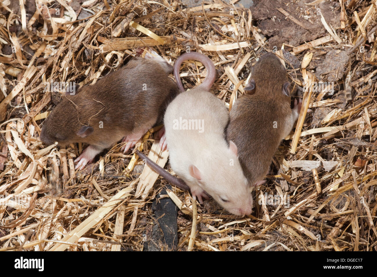 Brown Rats (Rattus norvegicus). Three siblings. Two normal colour one white albino. Stock Photo