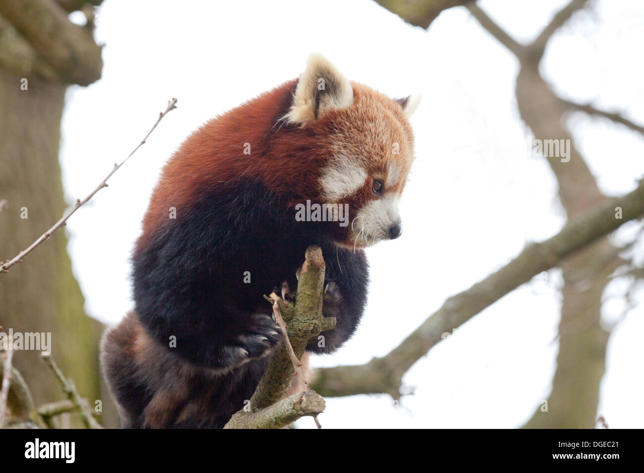 Red, or Lesser Panda (Ailurus fulgens). Stock Photo