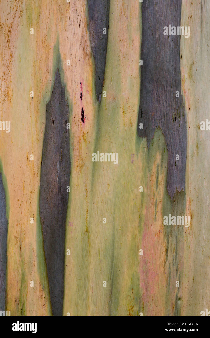 Eucalyptus Tree Close Up Eucalyptus regnans, Stock Photo