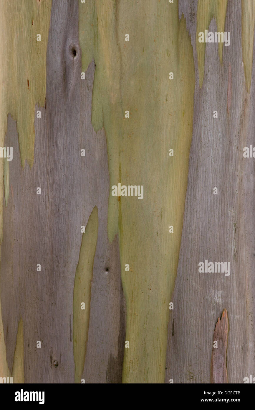 Eucalyptus Tree Close Up Eucalyptus regnans, Stock Photo