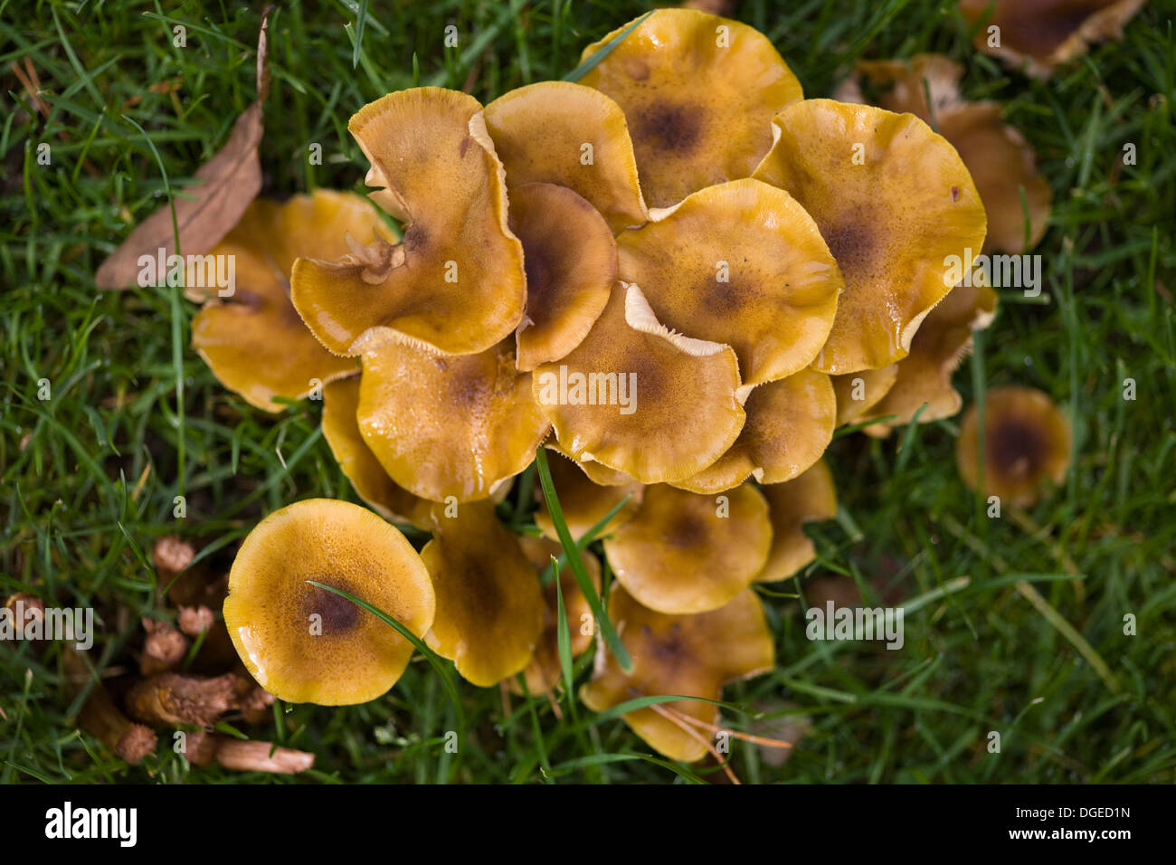 Honey Fungus Armillaria mellea Close Up in woodlands Stock Photo