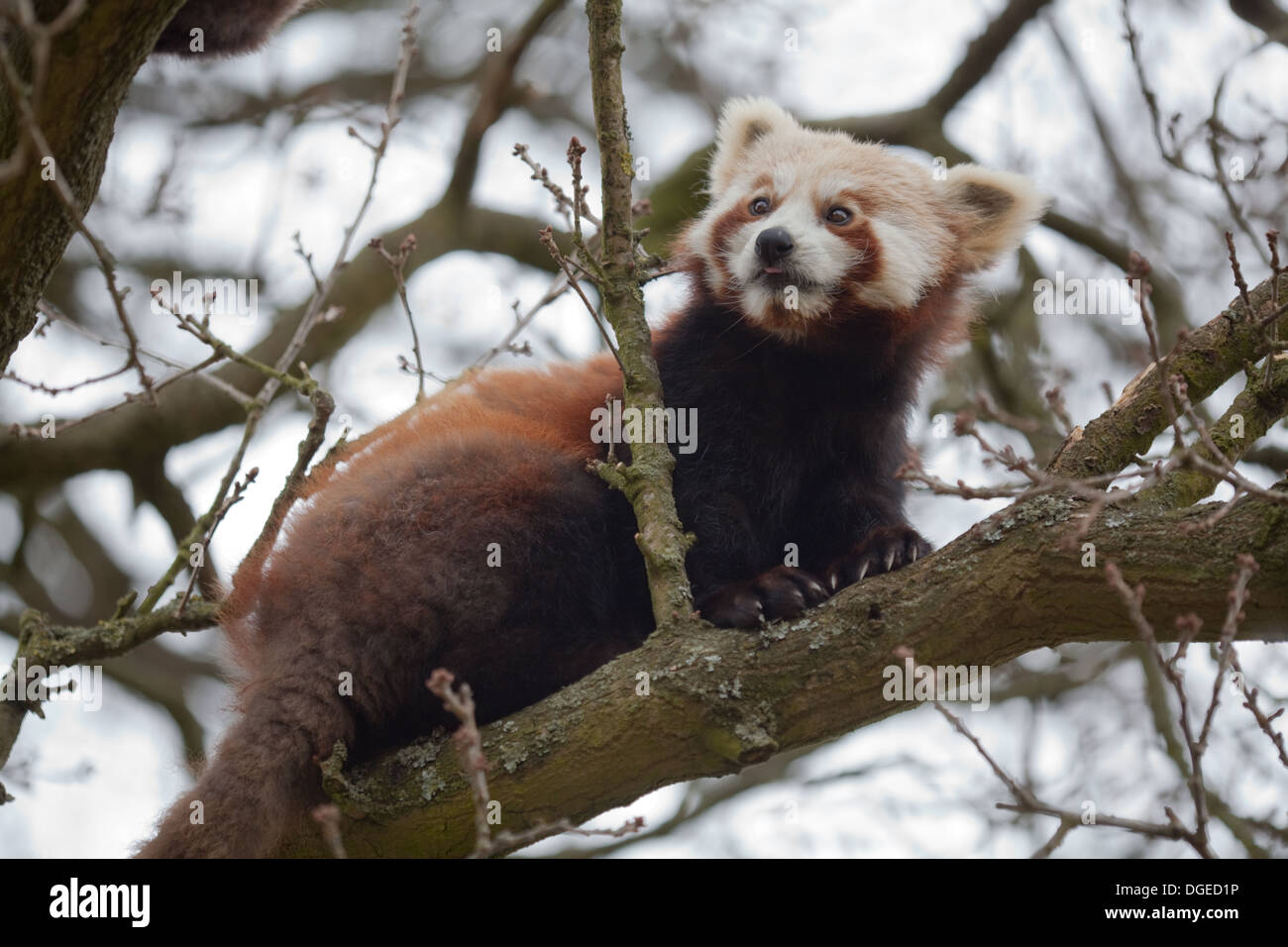 Red, or Lesser Panda (Ailurus fulgens). Stock Photo