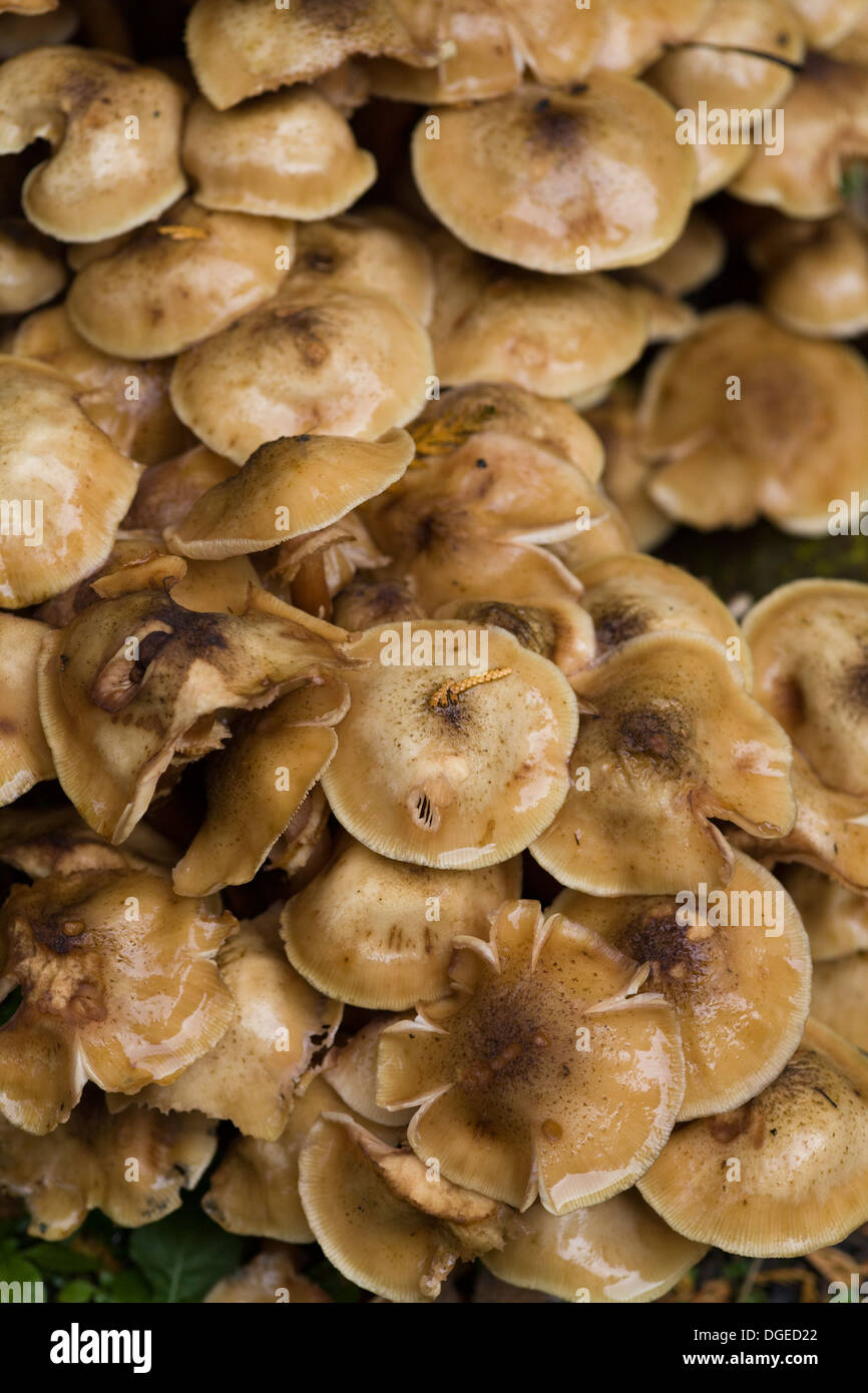 Honey Fungus Armillaria mellea Close Up in woodlands Stock Photo