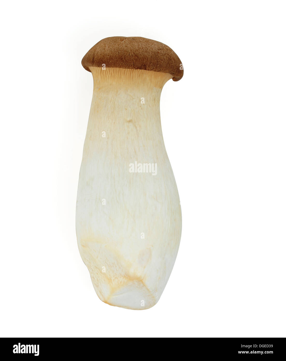 Edible Mushroom with Clipping Path Stock Photo