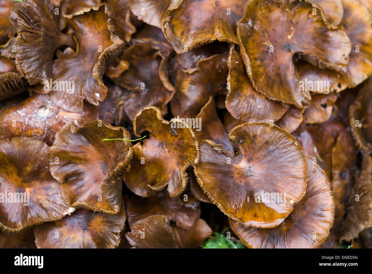 Bioluminescent fungus hi-res stock photography and images - Alamy