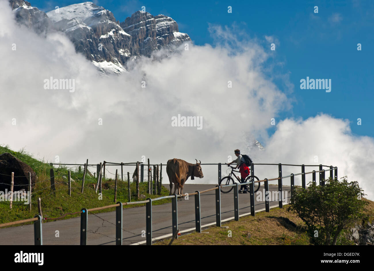 Encounter between biker and cow on the mountain road Klausenpass-Strasse, Urnerboden, Canton of Uri, Switzerland Stock Photo