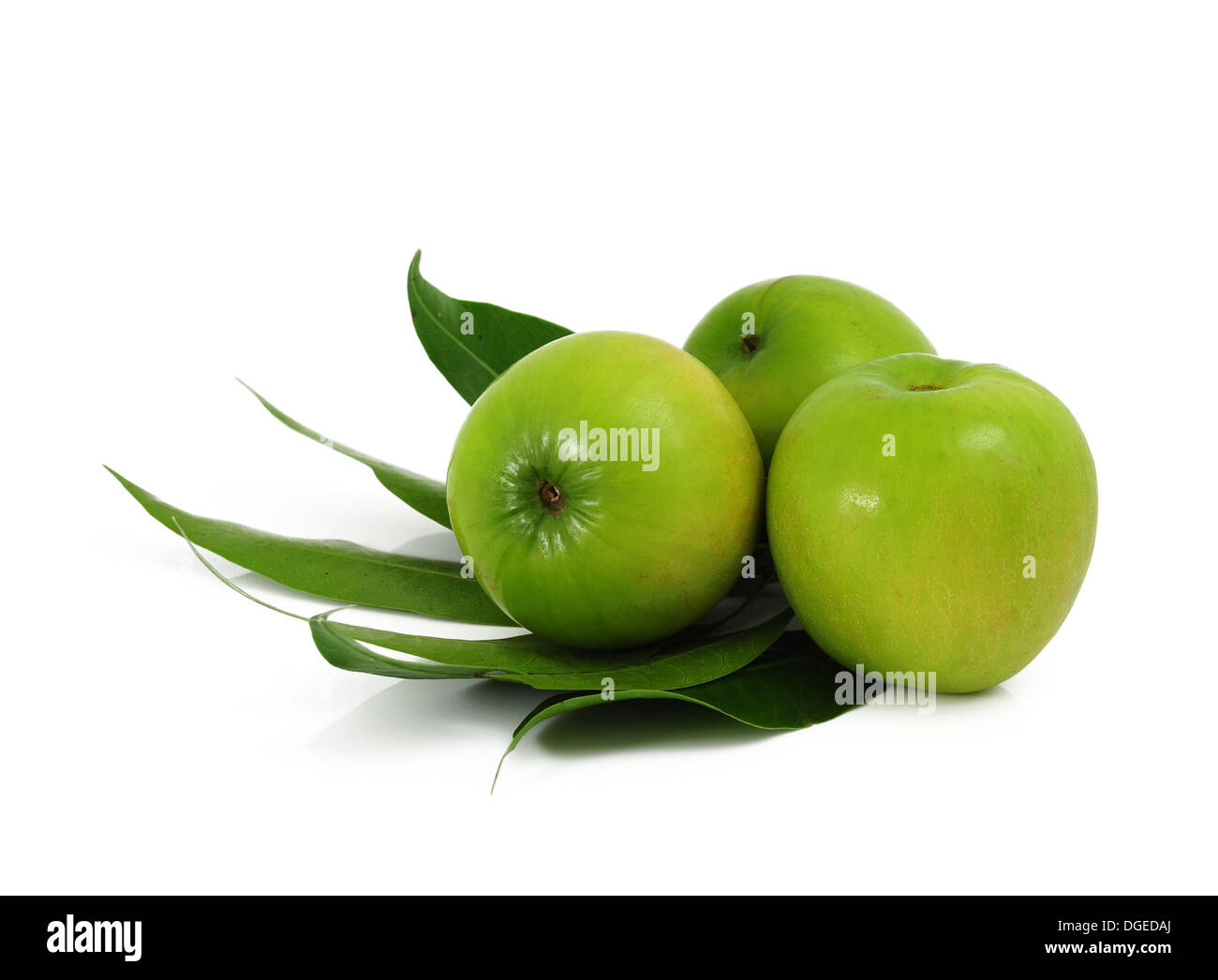 Milk Monkey Apple jujube ジャンボー　ナツメ苗木 Milk Monkey Apple jujube ジャンボー ナツメ苗木 フルーツ・果実